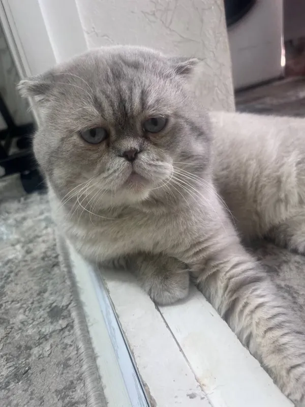 Кот для вязки.Juftlashish uchun erkak mushuk 3 Кот для вязки.Juftlashish uchun erkak mushuk 3
