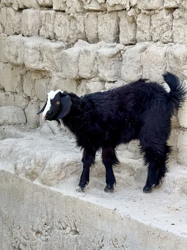 Zudlik bilan ona bola echki sotiladi — фото 3