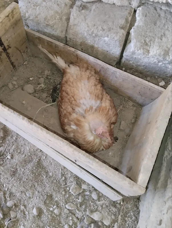 курица 1 курица 1