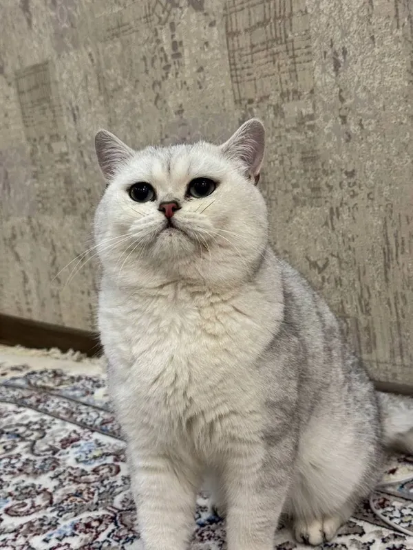 Продаются котята скоттиш фолд/страйт (серебристая шиншилла) 5 Продаются котята скоттиш фолд/страйт (серебристая шиншилла) 5