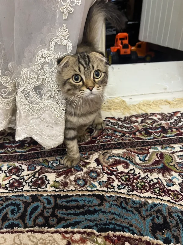 Продаётся домашний кот 1