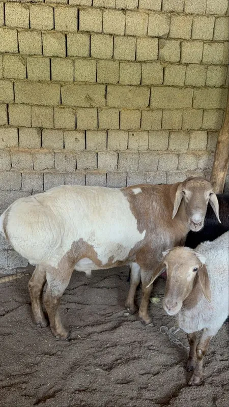QOY QOCHQOR кой коскор bor ozmiki 1