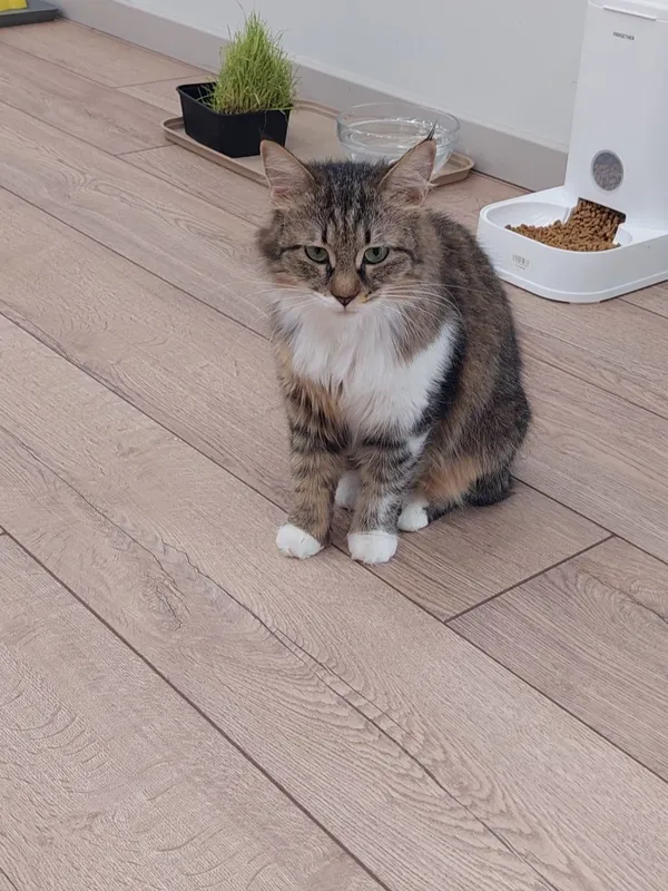 Котенок девочка Ташкент — фото 4