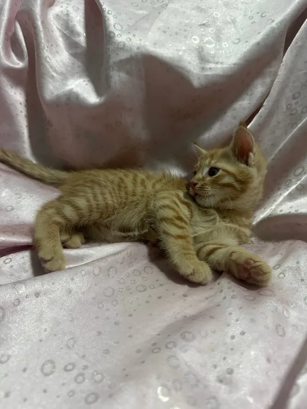 отдадим котят бесплатно! — фото 3