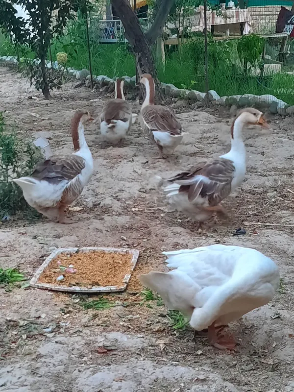 G'ozlar sotiladi 3
