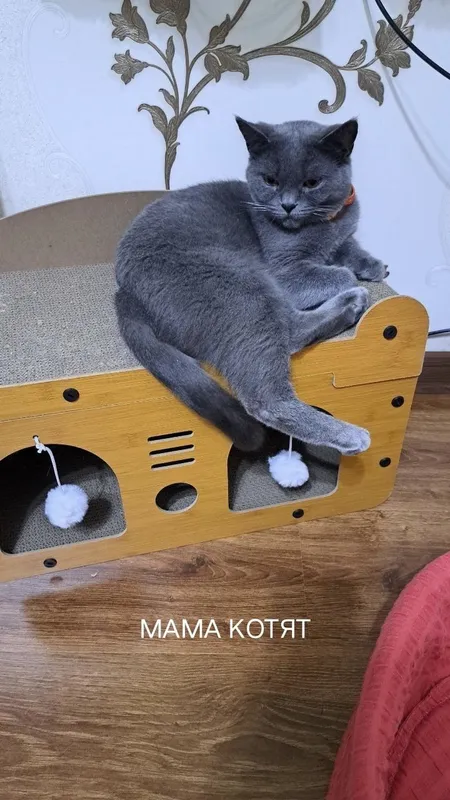 Продаются котята маленькие. — фото 3