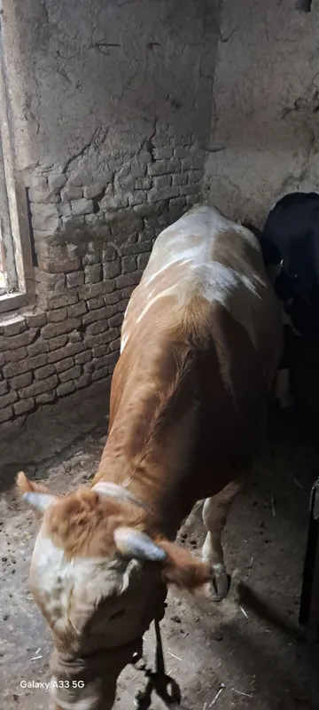 Qurbonlik uchun mol sotiladi