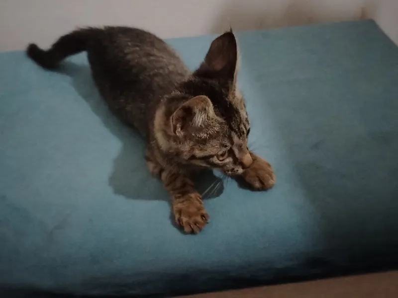 Котенок 1 Котенок 1