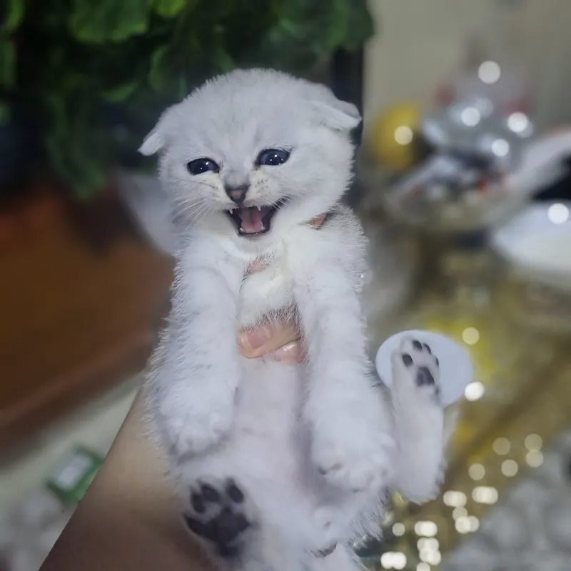 Котёнок от правильной вязки 6