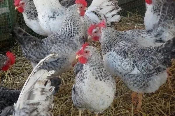 Инкубационное яйца барковская барвистая