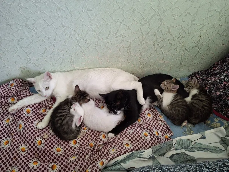 Котята мама Ангорка 7 Котята мама Ангорка 7