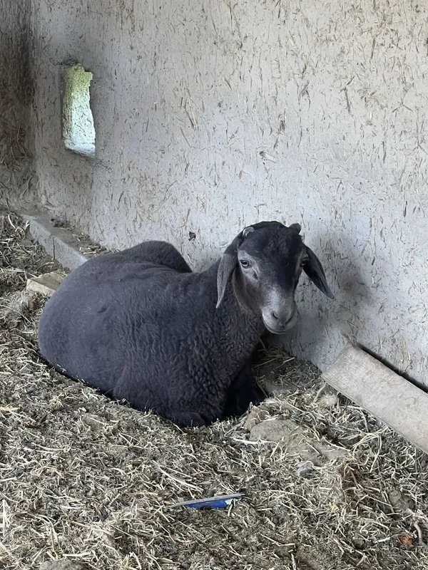 Qo’chqorla sotiladi yoshiga tòlmagan 8 oylik — фото 3