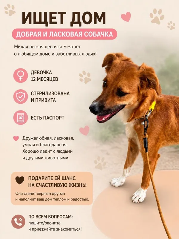 Собака в добрые руки. Девочка, 12 месяцев. Стерилизована. Есть паспорт — фото 1