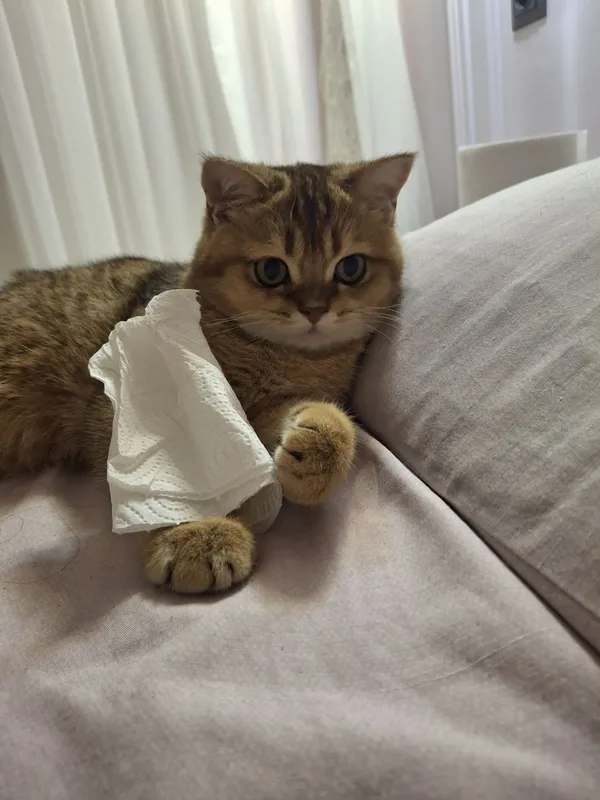 Кошка для вязки золотая шиншила