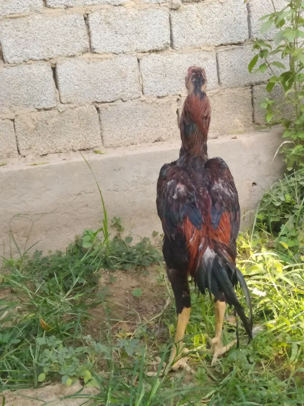Dakan xo'roz sotiladi 1 Dakan xo'roz sotiladi 1