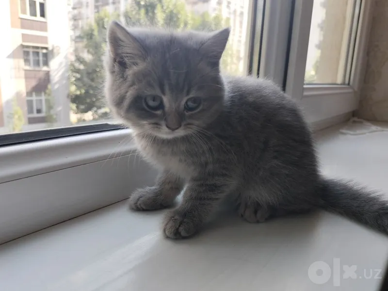 Продаётся котёнок. 1 Продаётся котёнок. 1