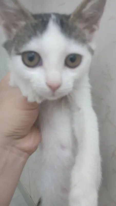 Котенок девочка 2 месяца 3 Котенок девочка 2 месяца 3
