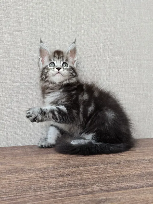 Meyn-kun qizcha 3 Meyn-kun qizcha 3