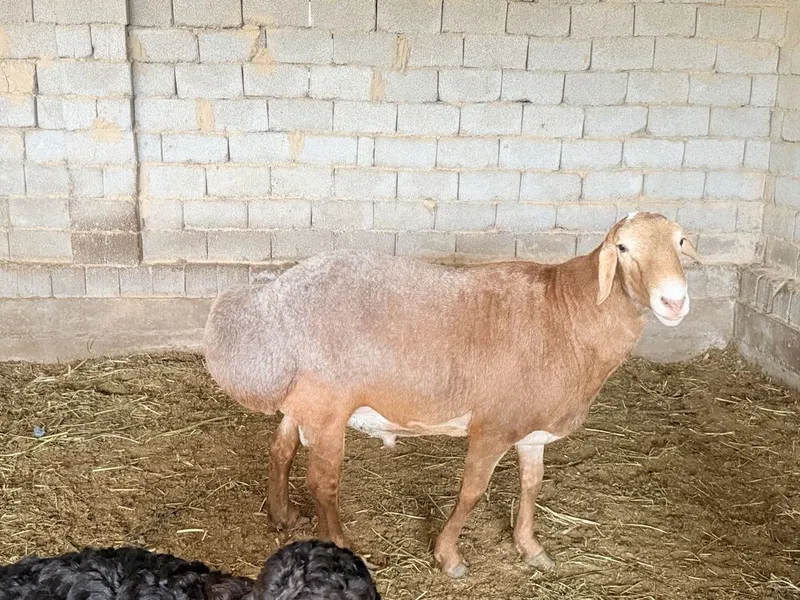 Qo’chqor sotiladi‼️ Zo’r boqilgan Narx kelishilgan xolda — фото 2