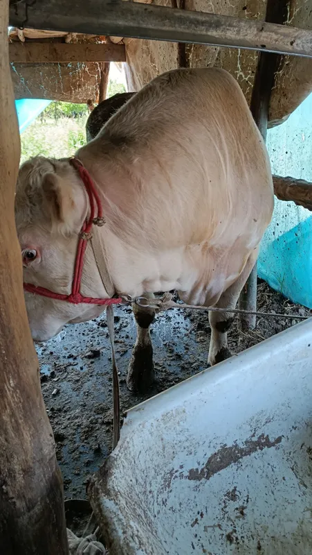 Buqala sotladi nasilga oʻta alo darajada — фото 5