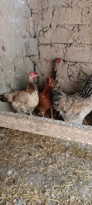 Домашний курица и петух продаётся 6 Домашний курица и петух продаётся 6