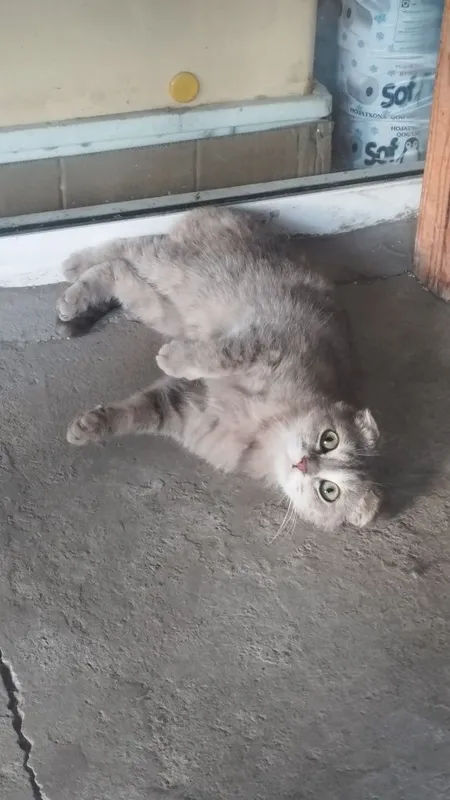 Scottish fold sotiladi