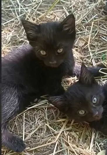 Котята в добрые руки!