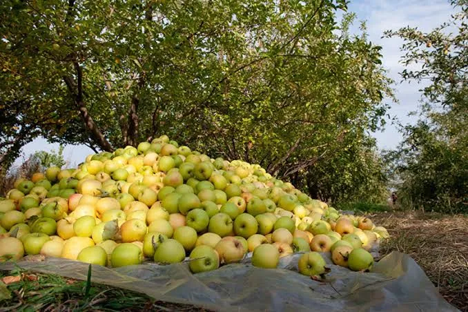 Олма бор 5 тонна 1 Олма бор 5 тонна 1
