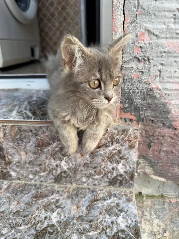 Отдам бесплатно красивого котенка! — фото 1