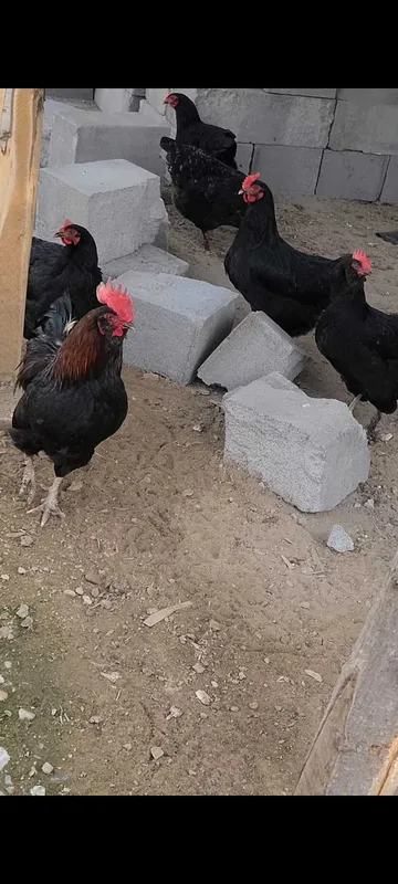 Qora tovuqlar chiroylik 1