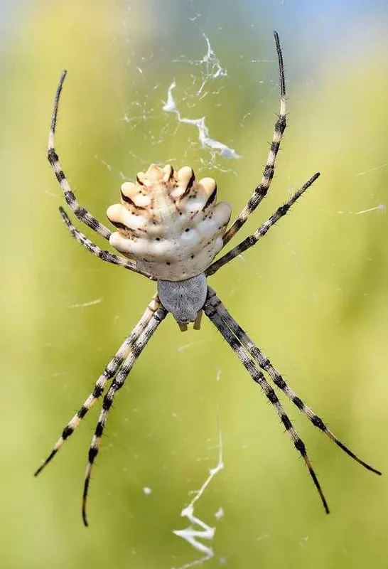 Argiope lobata o'rgimchagi Argiope lobata o'rgimchagi