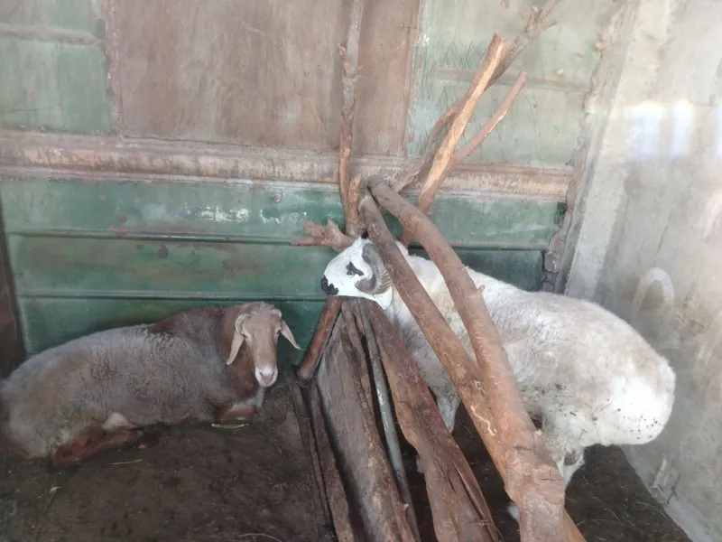 qo'chqorlar sotiladi zotdor yaxshi boqilgan — фото 1