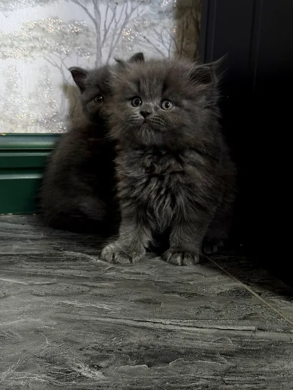 котята — фото 3
