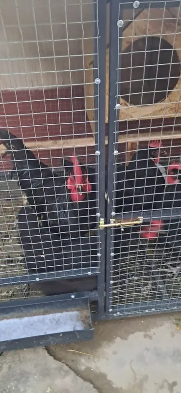 Akvariyum baliqlari bilan sotoladi