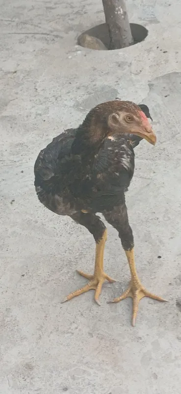 Dakan jo'ja xoroz sotlad 4 Dakan jo'ja xoroz sotlad 4