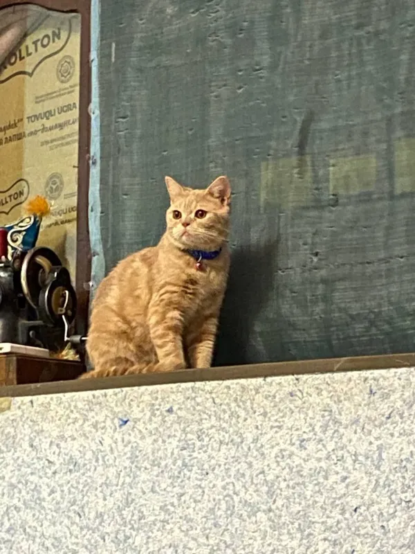 Скоттиш страйт 1йош — фото 2