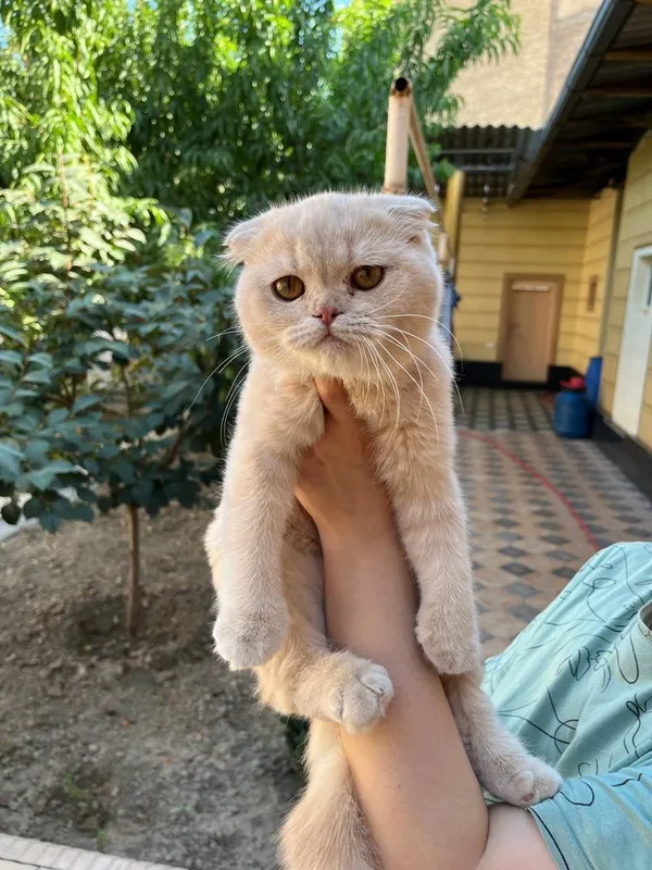 Продаётся Кот Шотландский фолд 2 Продаётся Кот Шотландский фолд 2