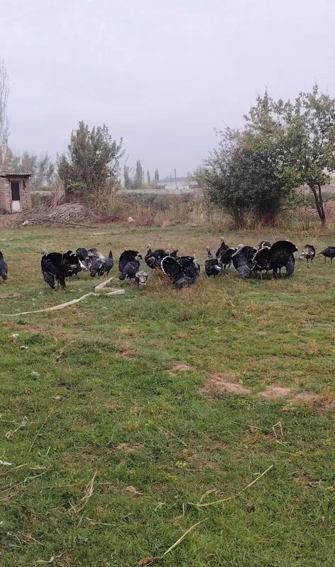 Продаются индюки, 30 штук, не больные, гарантия, что едят и пьют 8