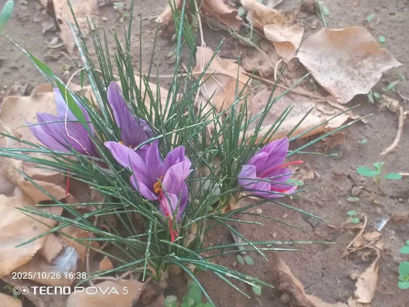 Za'faron (saffron,crocus sativus) guli qizilchalari — фото 1