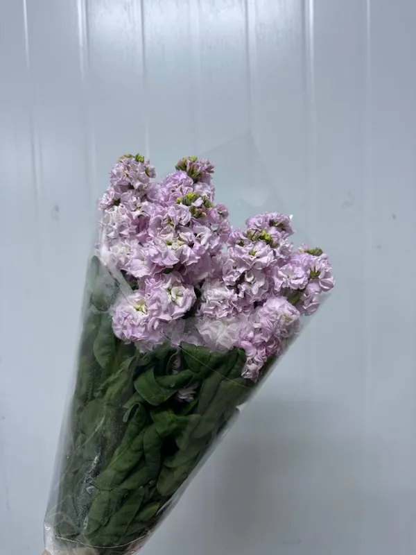 Матиолла в ассортименте!