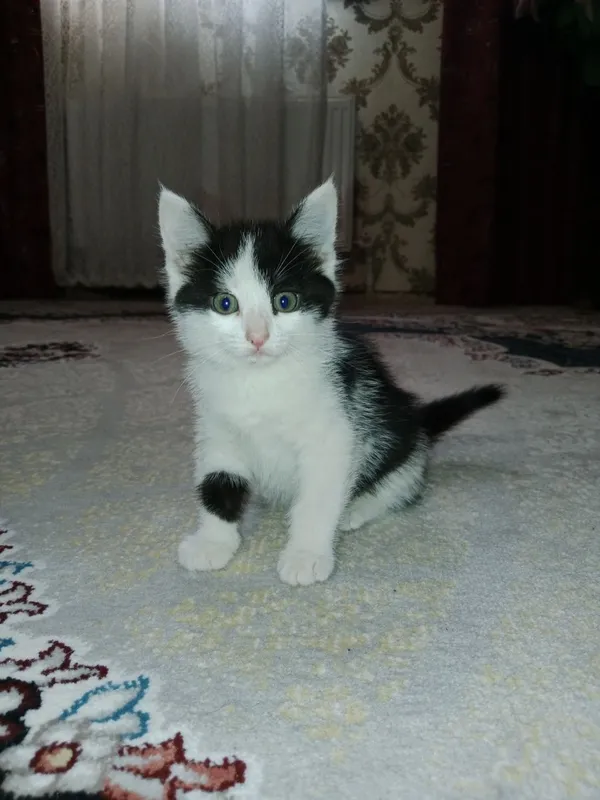 Отдадим котят в добрые руки