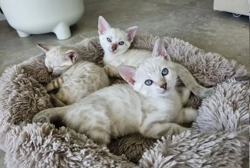 Бенгальские котята — фото 3