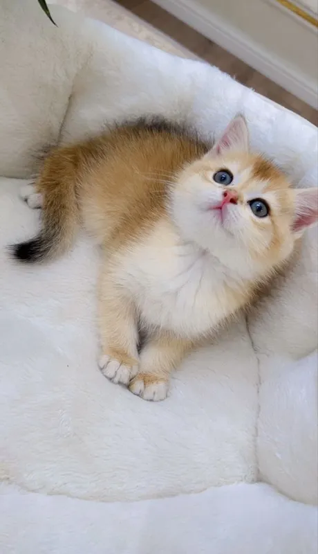 Скотиш фолд 2ойли — фото 2