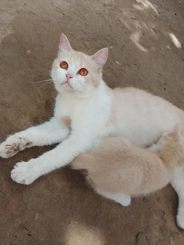 Mushuk bolasi onasi bilan beriladi hadyga — фото 5