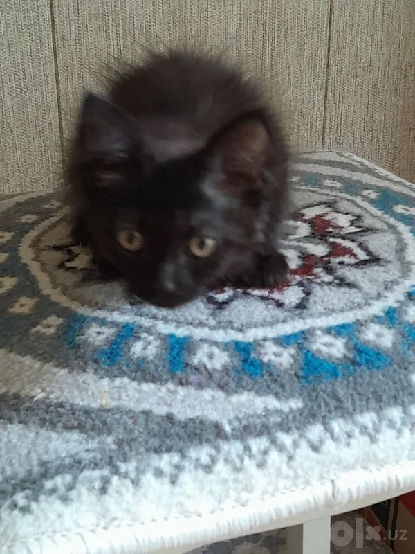 Котёнок 1,5 месяца.Бесплатно. 2 Котёнок 1,5 месяца.Бесплатно. 2