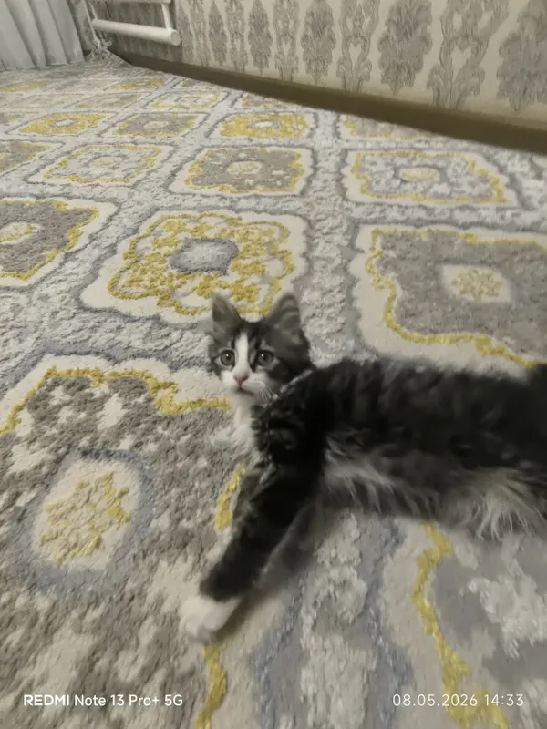 Õğil bola mushuk