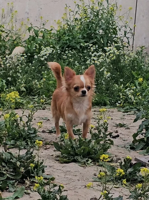 Uzun junli chihuahua, sarg‘ish erkak kuchukcha 5 Uzun junli chihuahua, sarg‘ish erkak kuchukcha 5