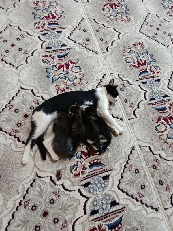 отдам кошки в хорошие руки 2 отдам кошки в хорошие руки 2
