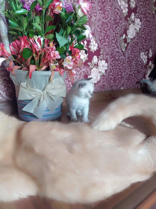 Продам породистых котят Мама:скотиф фолд Папа шотландский скотиш Страй — фото 5