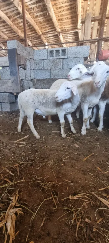 Dorper zotli quchqorlar 2